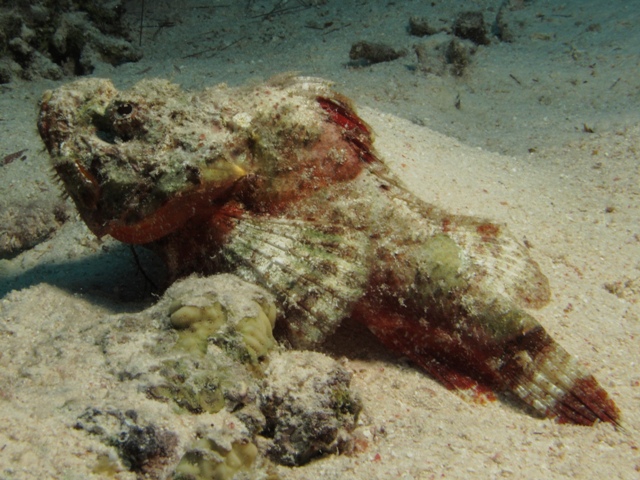 Scorpaenopsis Diabolus